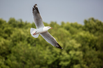 Seagulls flying high with wide spread wings towards