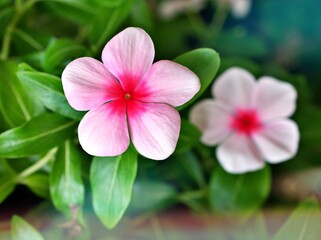 Gently pink flower Periwinkle Madagascar ,Catharanthus roseus  flowering plants in garden with sunlight ,soft selective focus ,delicate dreamy of beauty of nature and blurred background ,copy space 
