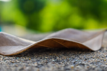 Leaf on wooden table