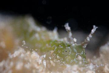 Nudibranch Close Up Photo 