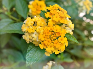  yellow flower lantana camara with green leaves ,water drops on petals and blurred background ,tropical plants , macro image ,copy space ,delicate  beauty of nature ,spring flowers blooming 