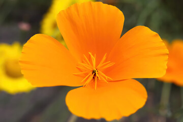 Macro closeup of isolated bright orange color poppy blossom (eschscholzia californica) in wild flower meadow in summer