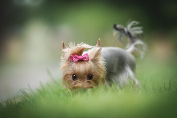 Funny female Yorkshire terrier with shiny eyes and a pink bow looking for something in the green grass against the background of a bright summer 