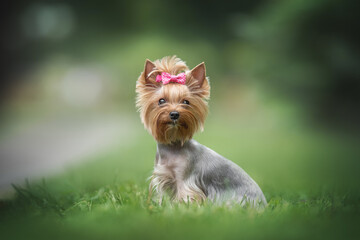 A serious female Yorkshire terrier with a pink bow sitting among the green grass against the backdrop of a juicy summer landscape