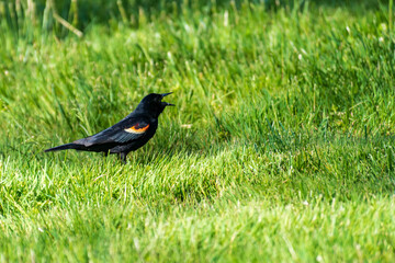 Male Red-Winged Blackbird singing in the grass.