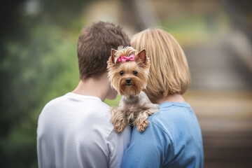 Funny female Yorkshire terrier with a pink bow peeking over the shoulder of a blond woman in a blue T-shirt and a young guy in a white T-shirt