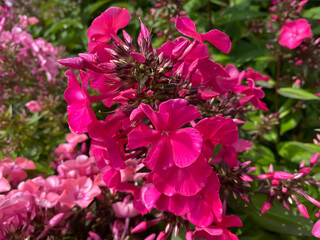 Closeup of isolated pink purple flowers (phlox paniculata) with green leaves