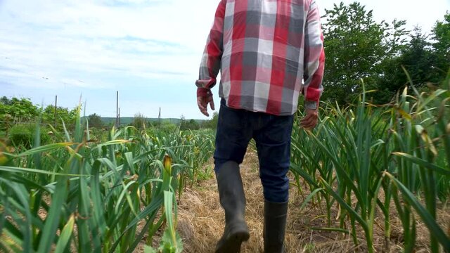 A man walking down a row of onions and garlic on a market garden farm