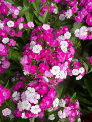 Top view closeup on white, pink and purple flowers (dianthus barbatus) with green leaves