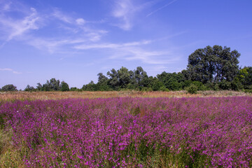 Fototapeta na wymiar Lavender field in Krasnodar on a sunny summer day against the background of green trees and sky with clouds