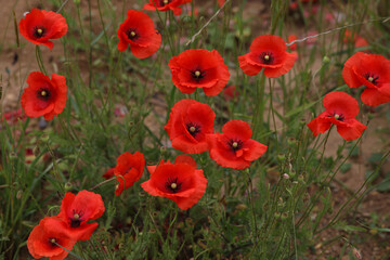 Field of red Poppy Flowers in Summer