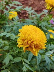 Obraz premium Beautiful yellow flower with green leaves in the garden