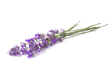Fototapeta premium Branches of blooming lavender on a white isolated background.