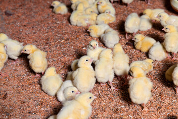 chicken is raised for meat and other products