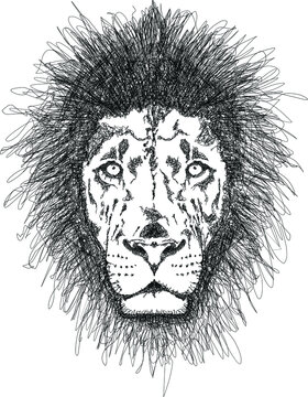 head of lion line art sketch