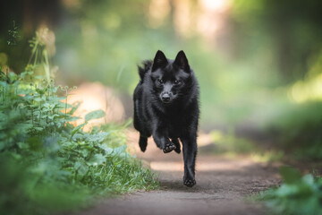 A funny black schipperke puppy with shining eyes running along the path in the dawn summer forest