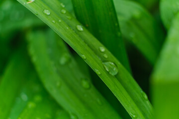 grass with rain drops macro. fresh green leaves. Morning dew, after the rain, the sun shines on the leaves.