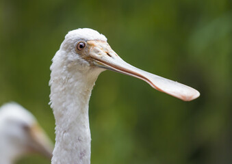 portrait of beautiful roseate spoonbill from close-up	
