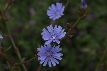 Light blue Cichorium flower on the meadow