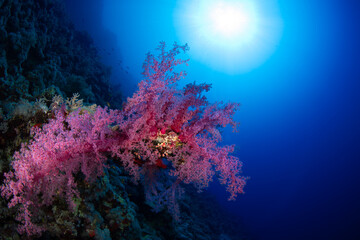 Naklejka na ściany i meble Wide Angle Photo of Reef