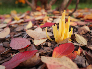 Ramariopsis fungus in autumn blueberry leaves