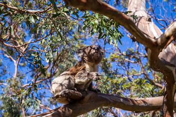 Brown koala up on eucalyptus tree branch is looking forward. Koala up on eucalyptus tree looks at camera. Blue sky.