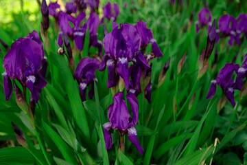 purple crocus flowers