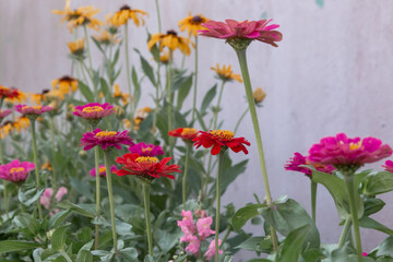 red and yellow flower