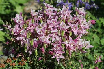 granny's bonnet, columbine in the summer