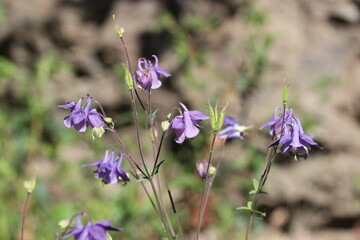 granny's bonnet, columbine in the garden