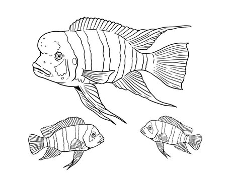 Cyphotilapia frontosa for coloring. Colorful african fish template. Coloring book for children and adults.