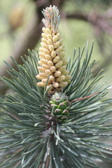 close up of a pine cone