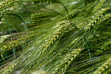rye field with green unripe rye spikelets