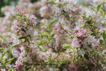 pink lilac in the garden