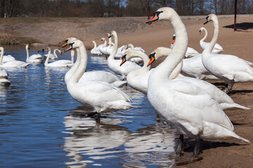 lake or river with swans that came ashore