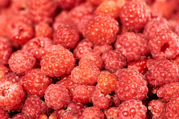 raspberry