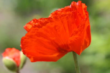 Close-up (macro shot) of a poppy in sunlight on a a natural blurry green background, selective focus. 'In Full Bloom'
