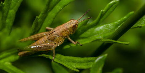 grasshopper on the grass