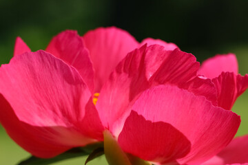 Macro photography of pink paeonia (лат. Scarlet O'Hara) with selective focus in the counter light on a natural blurry dark green garden background