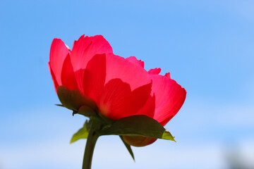 Close-up of pink paeonia (лат. Scarlet O'Hara) with selective focus against a sky background 