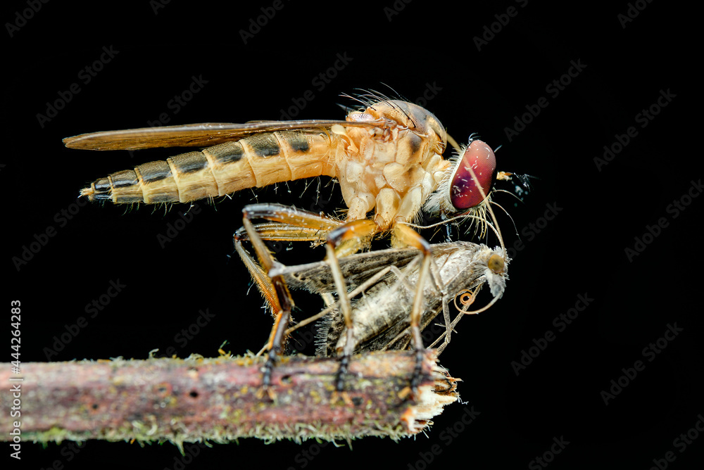 Wall mural praying robberfly on a branch