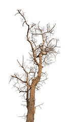 Dry branchs of dead tree with cracked dark bark.beautiful dry branchs of tree isolated on white background.Dry wooden stick from the forest isolated on white background .