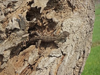 lizard on the tree