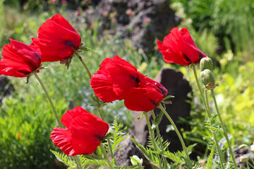 Obraz premium Close-up of red poppy flowers in sun light on a natural blurry green background, selective focus