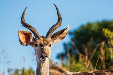 Portrait of a male Greater Kudu buck Tragelaphus strepsiceros, Ithala Game reserve, KwaZulu-Natal, South Africa