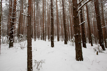 winter weather in the park or forest and pine firs