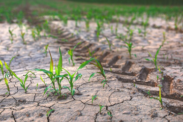 Growing maize seedlings on dry soil with tractor tracks. Maize (also known as corn) has become a staple food in many parts of the world.
