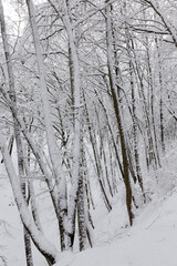 a large number of bare deciduous trees in the winter season