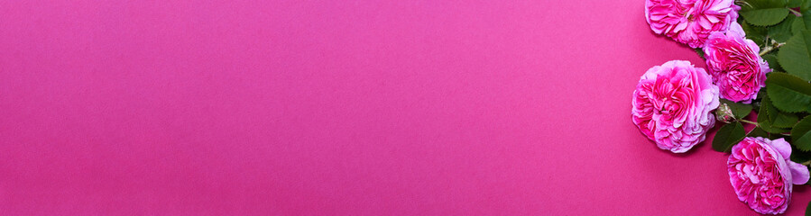 pink roses on pink background, banner