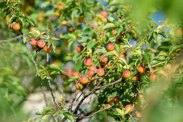 Small Japanese apricot fruit, Young fruits of Ume, on the branch